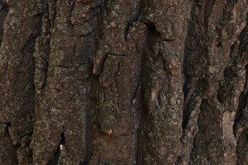 Tree bark