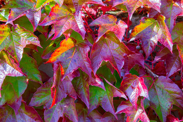 horizontal image with detail of red leaves used for decoration