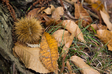 horizontal image with detail of a chestnut hedgehog photographed in the forest