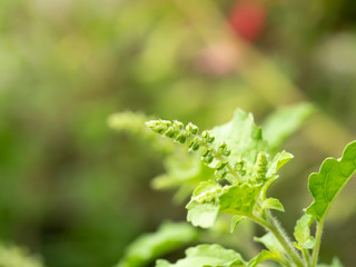 hot Basil flower