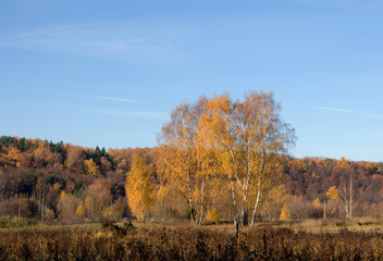 autumn landscape with trees and blue sky