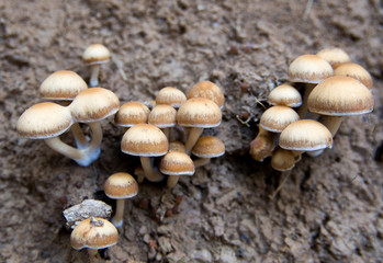 pile of mushrooms