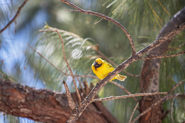 oiseaux tropicaux océan indien