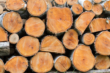 Fototapeta premium horizontal image with detail of a woodpile