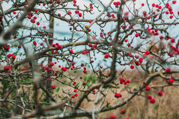 berries on the branches of a bush