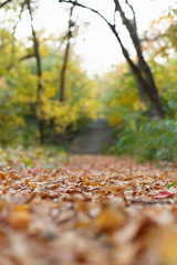 Autumn park with fallen leaves