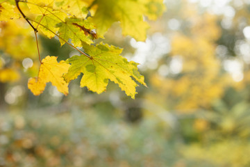 Bright autumn leaves on the branch