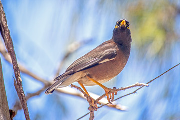 oiseaux tropicaux océan indien