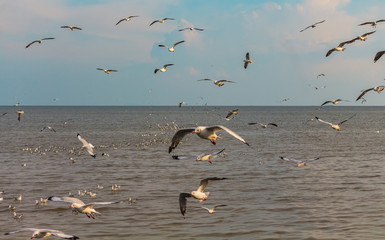 Seagulls at Bangpoo in the evening.