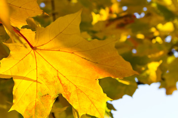 Naklejka na ściany i meble bright yellow maple leaf background
