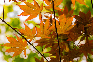 horizontal image of chestnut tree leaves photographed in the autumn