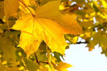 Naklejka na ściany i meble bright yellow maple leaf
