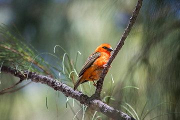 oiseaux tropicaux océan indien