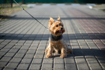 yorkshire terrier for a walk