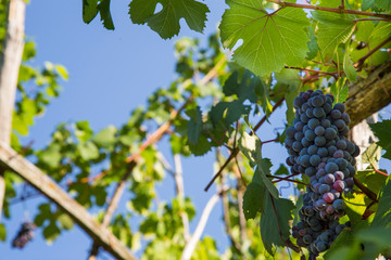 horizontal image with detail of a bunch of black grapes photographed in a vineyard