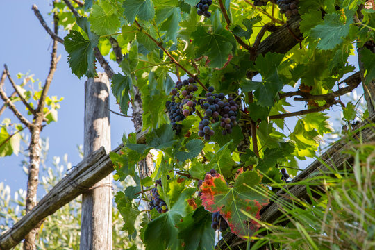 horizontal image with detail of a bunch of black grapes photographed in a vineyard
