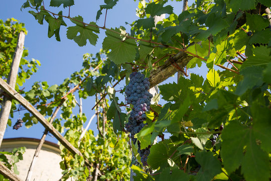 horizontal image with detail of a bunch of black grapes photographed in a vineyard