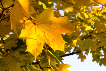 Naklejka na ściany i meble beautiful bright maple leaf on the tree branch
