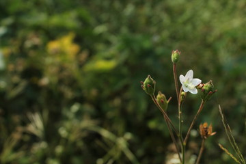 white flower