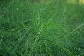 green plant with very thin stems and leaves. grass looks like centipede. grass like the legs of an insect