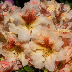 Fototapeta na wymiar Rhododendron Hybrid Peggy, Rhododendron hybrid