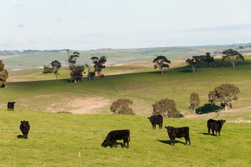COW AUSTRALIA