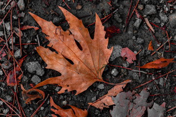 An autumn leaf fallen on the ground