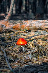 Amanita mushroom among fir needles on a dark background in the forest