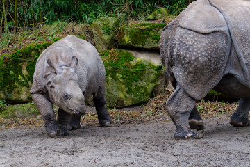 Naklejka premium Indian Rhinoceros with young