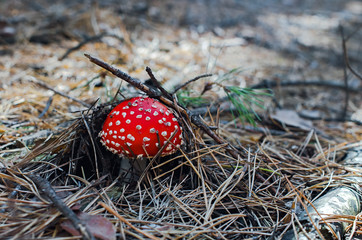 Amanita mushroom among spruce needles in the forest