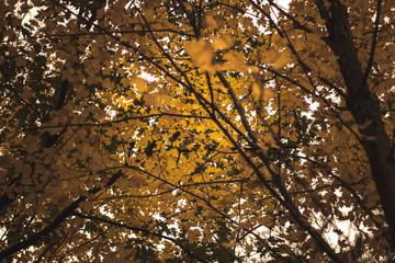 Look to the Golden Leaves