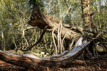 old tree in the forest