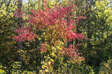 Fototapeta na wymiar Red flowering shrub