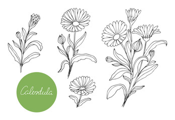 Set of medical plants. Hand drawn. Vector illustration - obrazy, fototapety, plakaty