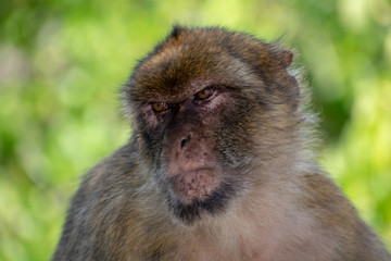 Gibraltar barbary macaque ape portrait on green background