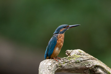 Eisvogel