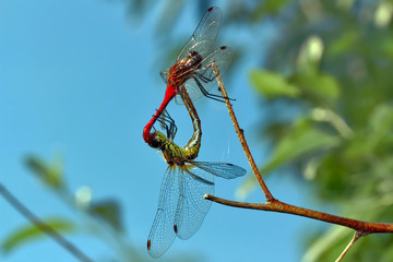 Two dragonflies male and female interlocking sitting on a tree branch.