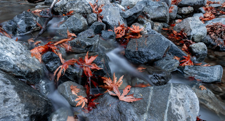 Long exposure shot of the autumn leaves and the moving water