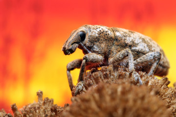 Beetle weevil is sitting on the inflorescence of grass on sunset sky background.