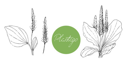 Set of medical plants. Plantain. Hand drawn. Vector illustration © JuliaBadeeva
