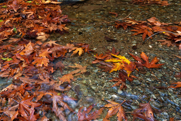 Obraz na płótnie Canvas Brown, red and yellow leaves floating on a river
