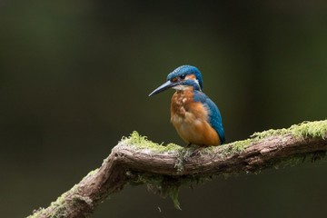 Eisvogel