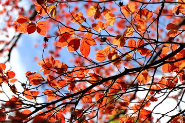 Copper beach  (Fagus sylvatica Purpurea) foliage against blue sky. Springseason background.