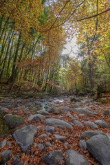 Autumn landscape at the arboretum of the Aubonne valley, Switzerland