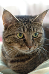 Mackerel Tabby cat close up head