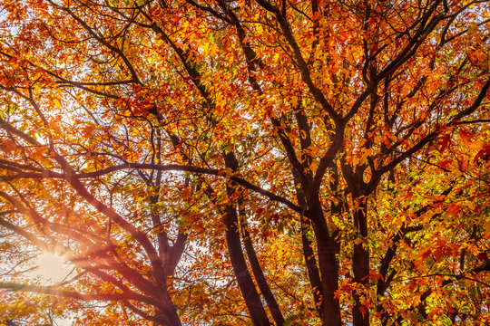 Looking upwards into a beautiful golden sycamore tree in autumn with its fall leaves golden, red and orange.  The sun and sun beams can be seen through the branches
