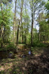 Kleiner Bach in einem Wald bei Sonnenschein, Small brook in a forest in sunshine