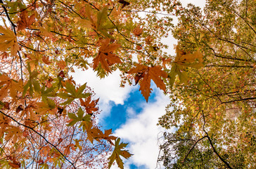 Autumn leaves and the sky