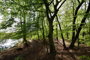 Fototapeta na wymiar Sonnendruchfluteter Wald mit See, Sunlit forest with lake