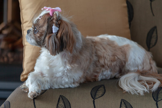  Shih Tzu Dog Lying On A Chair In Golden Tones Very Fancy Profile View